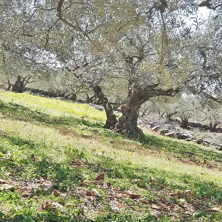 Sidro Krk Villa Zgaljic