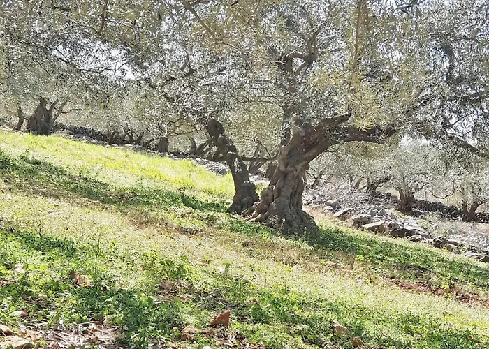 Sidro Krk Villa Zgaljic