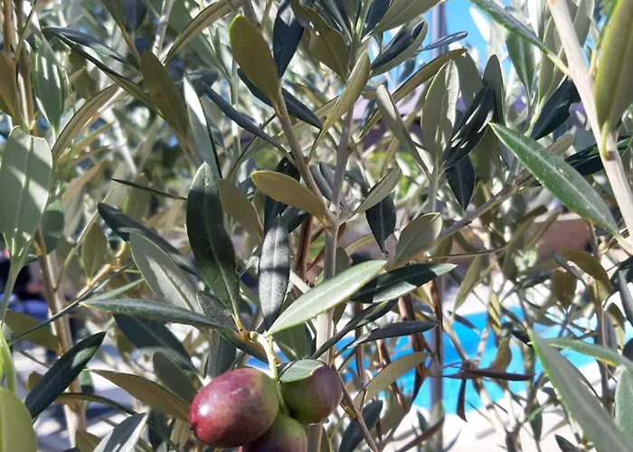 Sidro Krk Villa Zgaljic